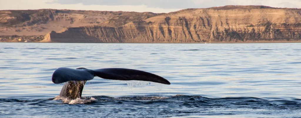 puerto madryn
